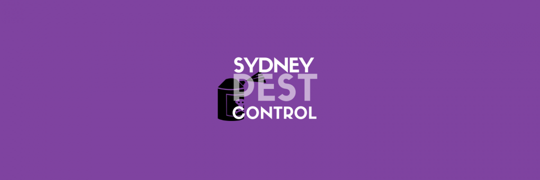 The 6 Best Options for Pest Control Services in Sydney