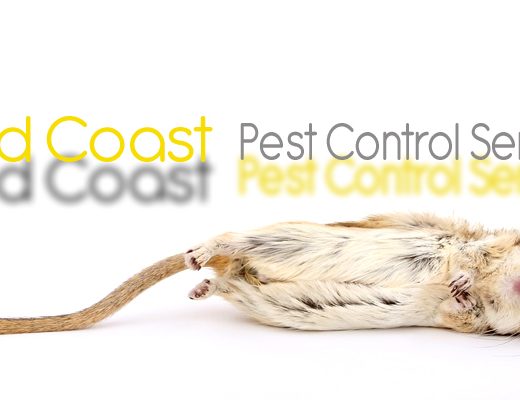 Best Pest Control Gold Coast