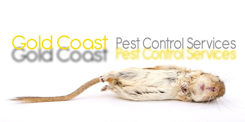 Best Pest Control Gold Coast