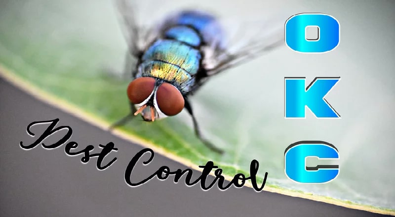 Best Pest Control OKC