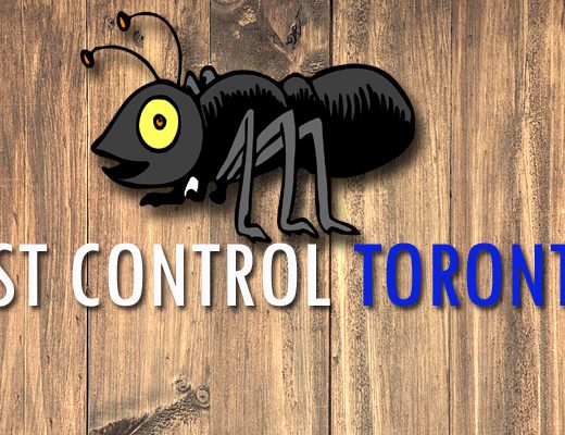 Best Pest Control Toronto