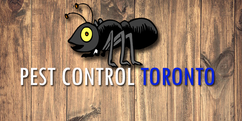 Best Pest Control Toronto