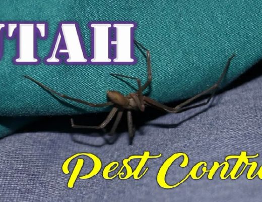 Best Pest Control Utah