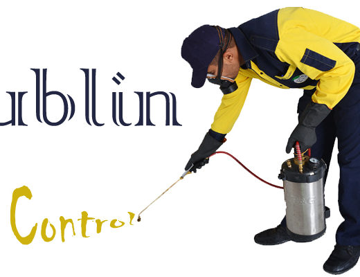 Best Pest Control Dublin