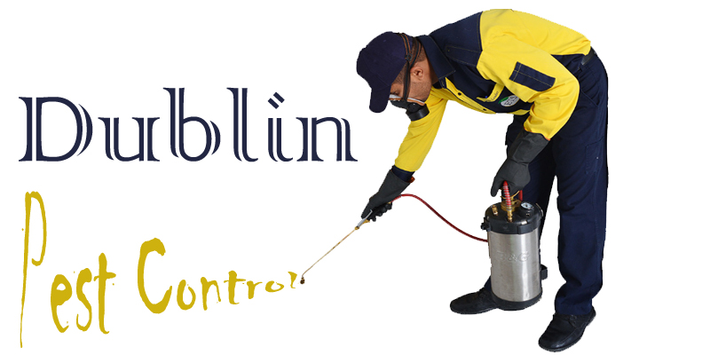 Best Pest Control Dublin