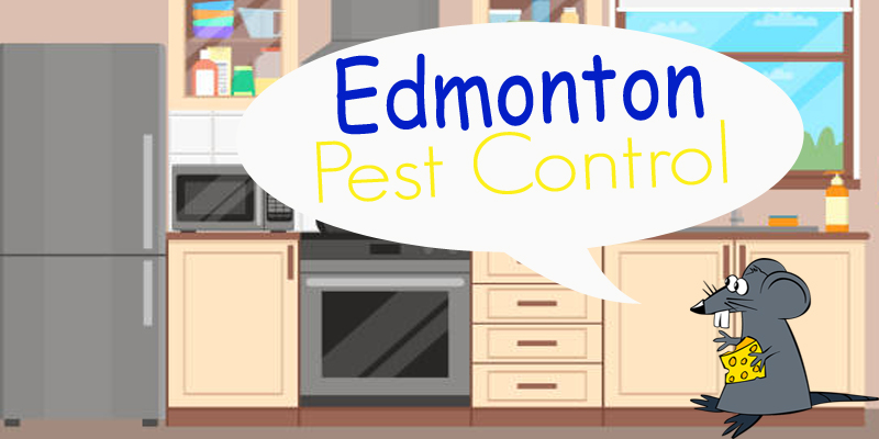 Best Pest Control Edmonton