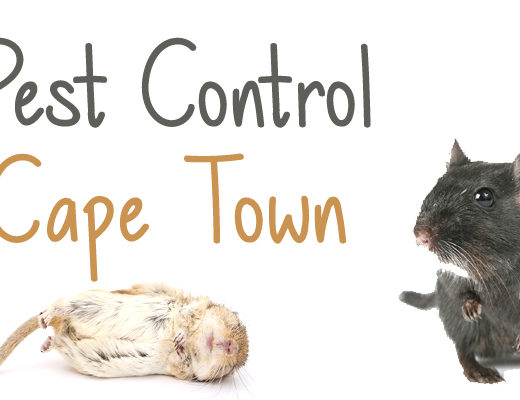 Best Pest Control Cape Town