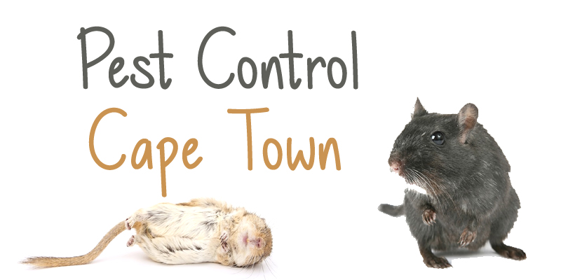 Best Pest Control Cape Town