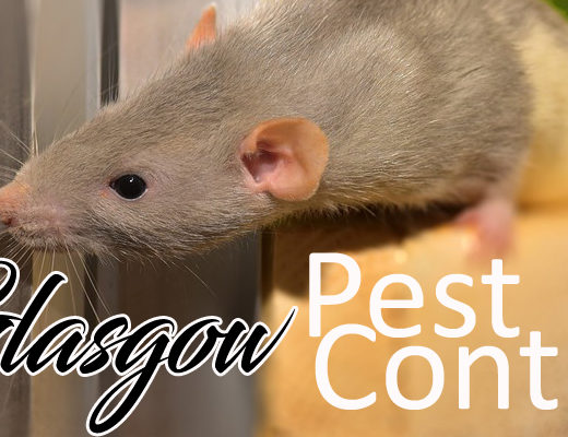 Best Pest Control Glasgow