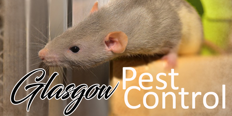 Best Pest Control Glasgow