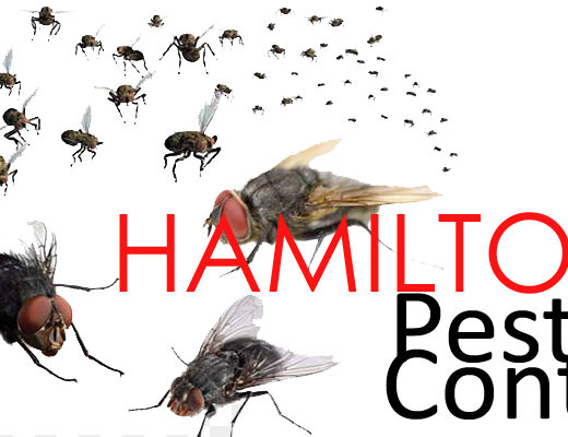 Best Pest Control Hamilton