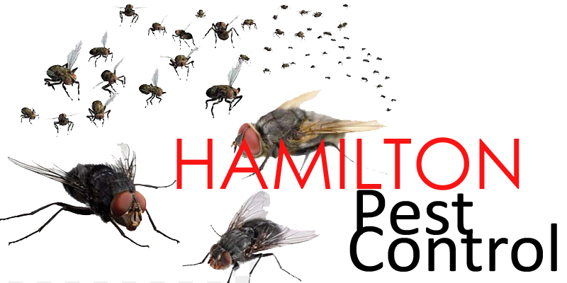 Best Pest Control Hamilton