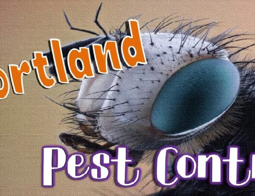 Best Pest Control Portland