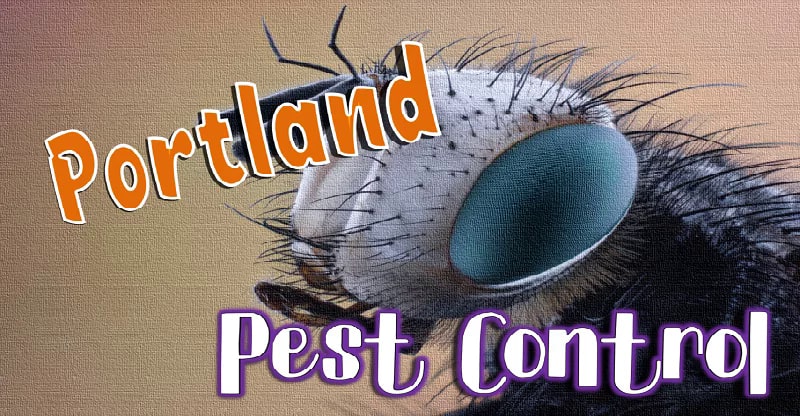 Best Pest Control Portland