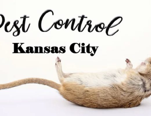 Best Pest Control Kansas City