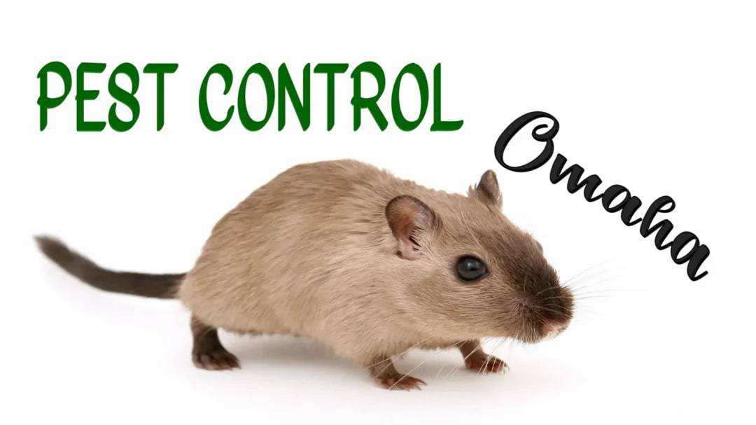 Best Pest Control Omaha