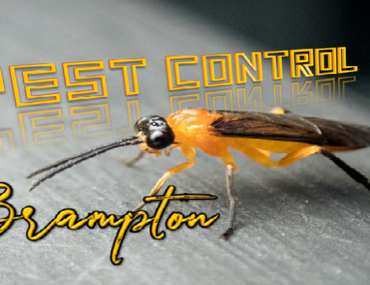 Best Pest Control Brampton