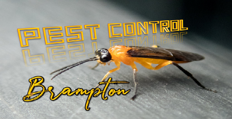 Best Pest Control Brampton