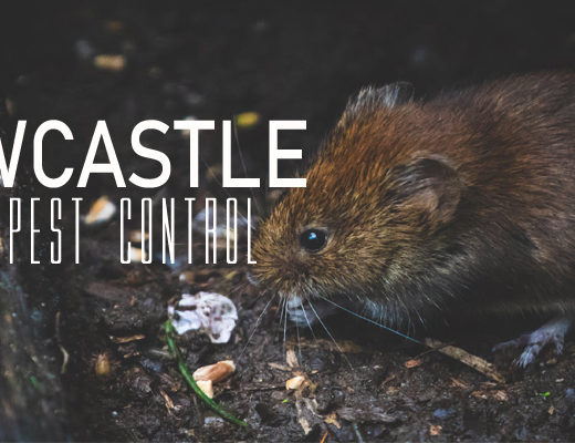 Best Pest Control Newcastle