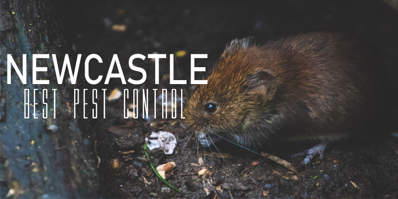 Best Pest Control Newcastle