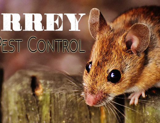 Best Pest Control Surrey