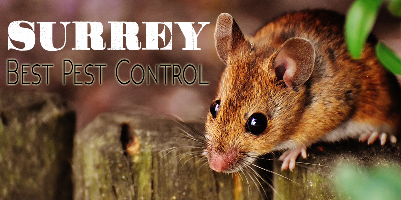 Best Pest Control Surrey