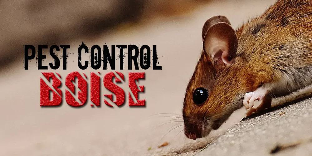 Best Pest Control Boise