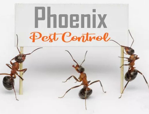 Best Pest Control Phoenix