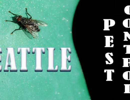 Best Pest Control Seattle