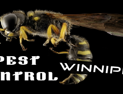 Best Pest Control Winnipeg