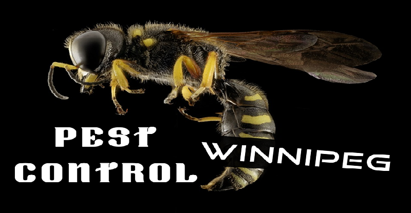 Best Pest Control Winnipeg