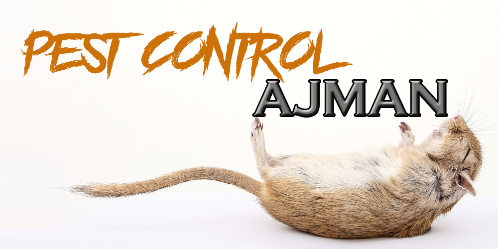 Best Pest Control Ajman