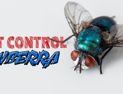 Best Pest Control Canberra