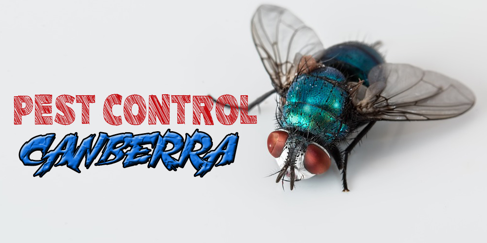Best Pest Control Canberra