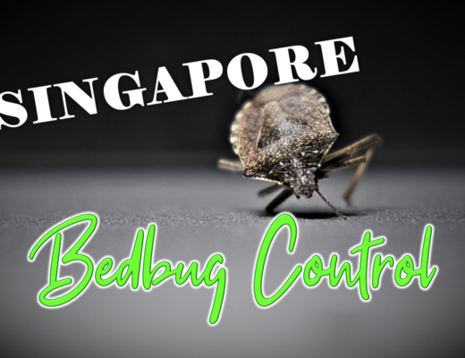 Best Bed Bugs Control Singapore