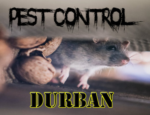 Best Pest Control Durban