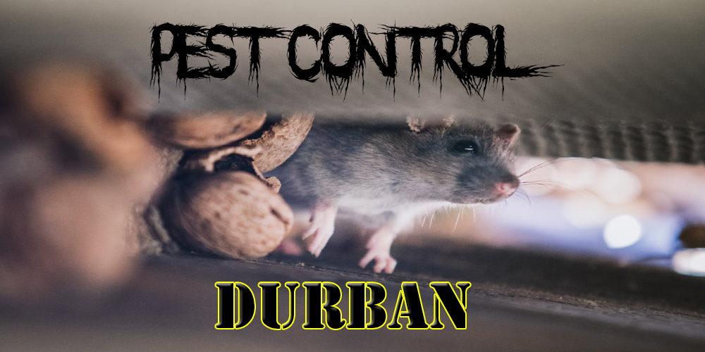 Best Pest Control Durban