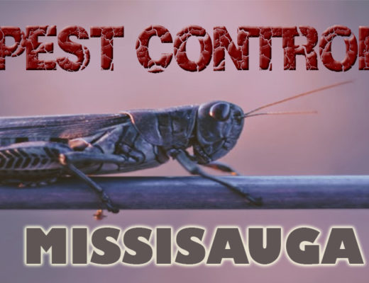 Best Pest Control Mississauga