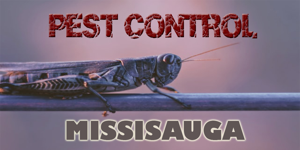 Best Pest Control Mississauga