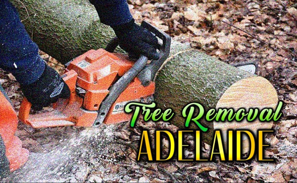 Best Tree Removal Adelaide