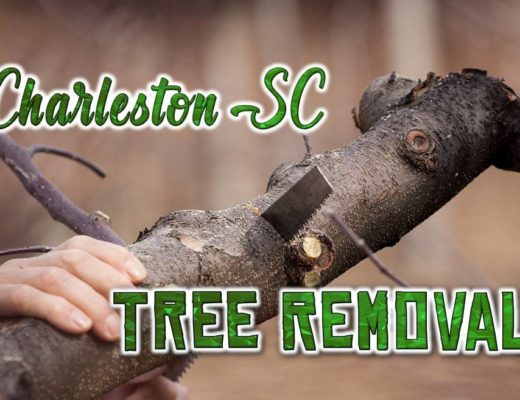 Best Tree Removal Charleston, SC