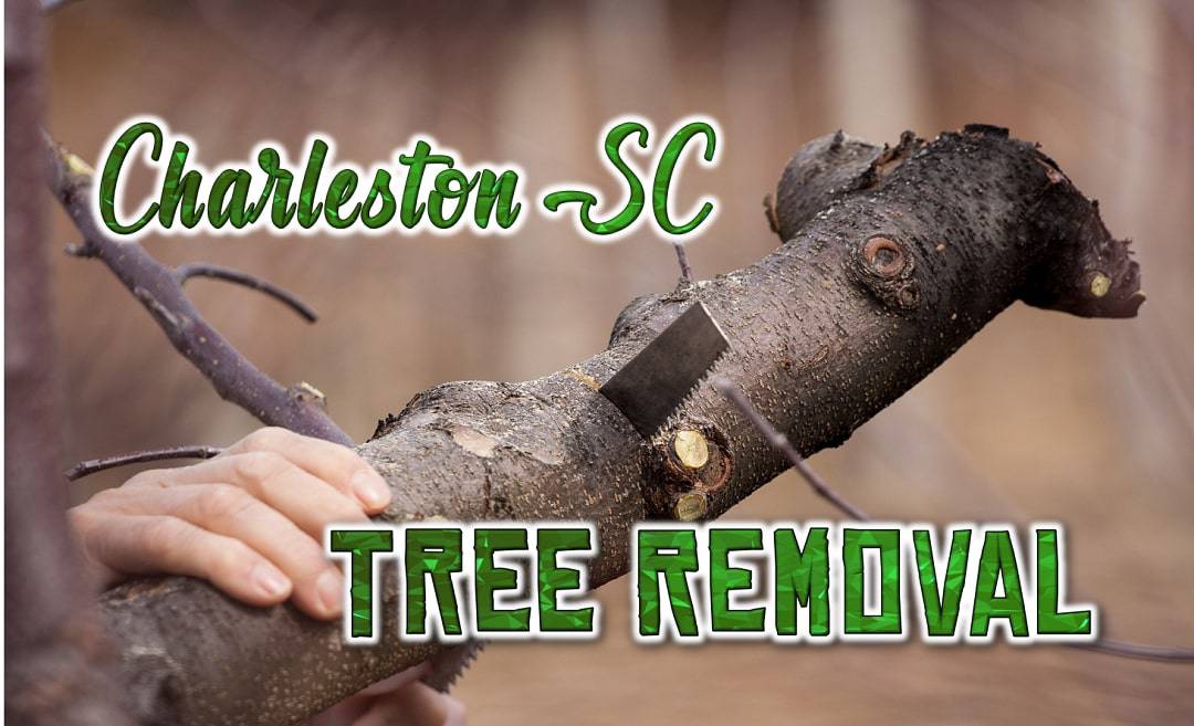 Best Tree Removal Charleston, SC