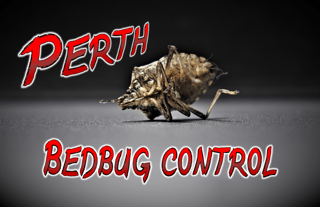 Best Bed Bugs Control Perth