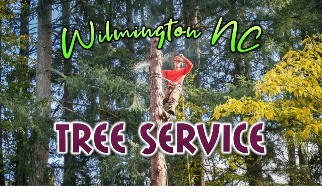 Best Tree Service in Wilmington, NC