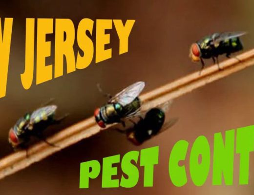 Best Pest Control New Jersey