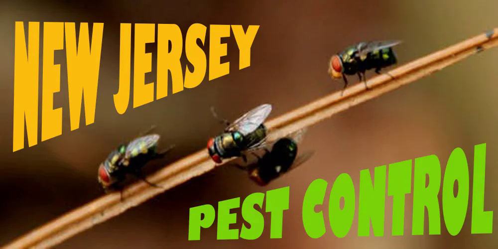 Best Pest Control New Jersey