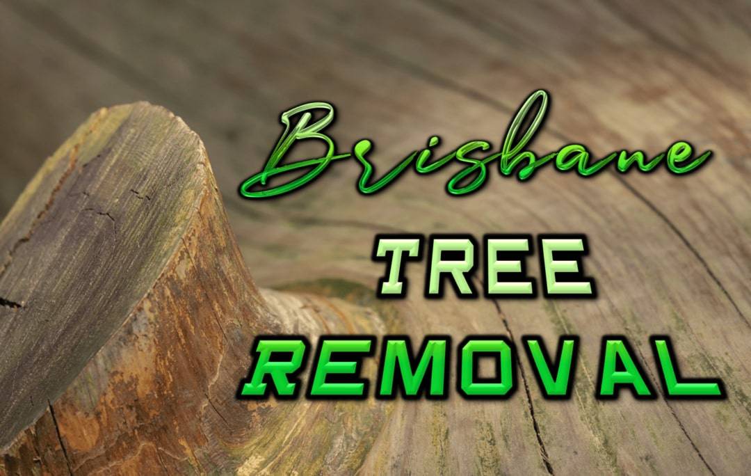 Best Tree Removal in Brisbane