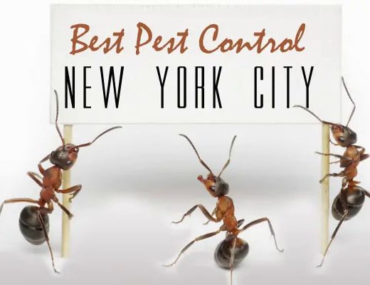 Best Pest Control New York City
