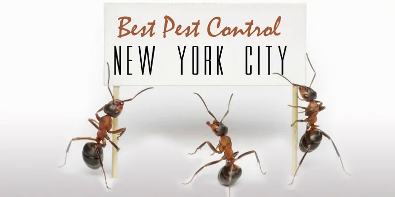 Best Pest Control New York City