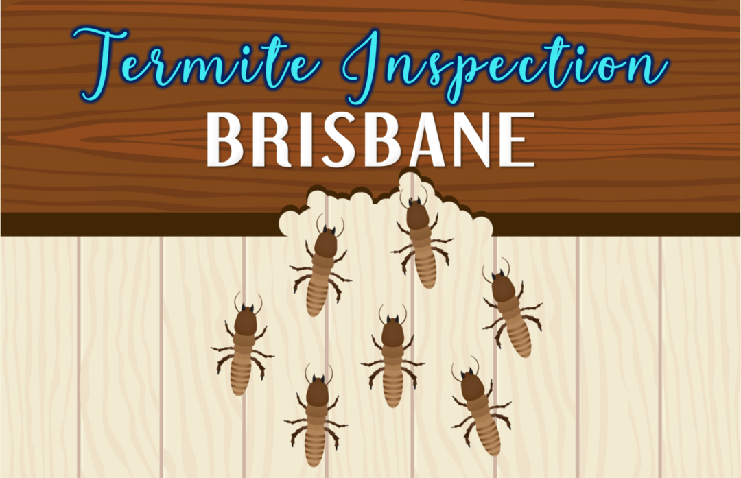 Best Termite Inspection in Brisbane